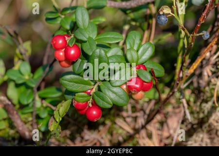 Detailaufnahme von reifen roten Preiselbeeren auf dem Busch vor verschwommenem Hintergrund Stockfoto