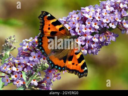 Kleiner Fuchs, Aglais urticae, auf Buddleia-Blütenstand Stockfoto