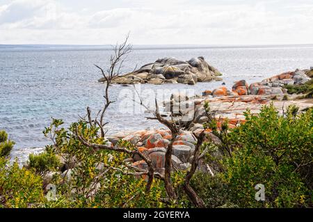 Granitfelsen mit orangefarbenen Flechten - Binalong Bay, Tasmanien, Australien Stockfoto