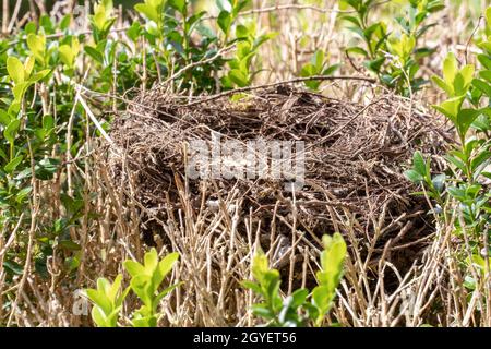 Selektiver Fokus auf ein verlassenes oder leeres Vogelnest auf einer Kastenhecke. Makrofotografie. Stockfoto