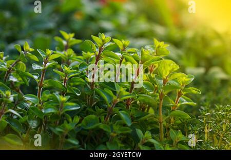 Nahaufnahme grüner frischer süßer Majoran (Origanum majorana) würzige Kraut-Sprossen, die wachsen, Ansicht aus der Nähe Stockfoto