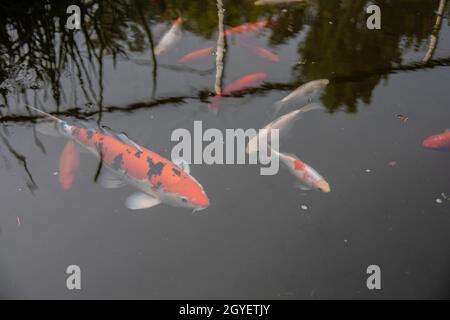 Koy Karpfen schwimmen im Fischteich Stockfoto