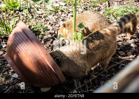 Pelzige kleine Proboscis-Bären krabbeln herum Stockfoto
