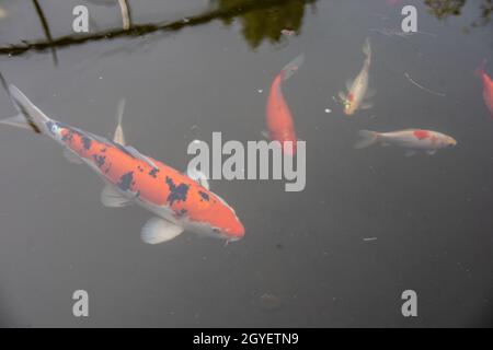 Koy Karpfen schwimmen im Fischteich Stockfoto