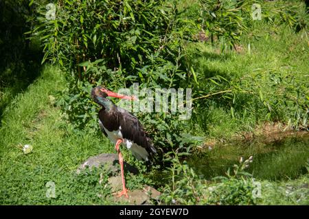 Schwarzstorch mit langem roten Schnabel steht auf der Wiese Stockfoto