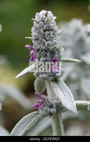 Lila Lämmer Ohren, Stachys byzantina Sorte Silberteppich, selten gesehene Blumen und wollige Blätter in der Nähe mit einem Hintergrund von verschwommenen Blättern. Stockfoto