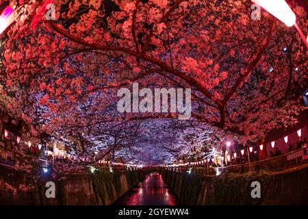 Kirschblüten in voller Blüte des Meguro River. Aufnahmeort: Metropolregion Tokio Stockfoto