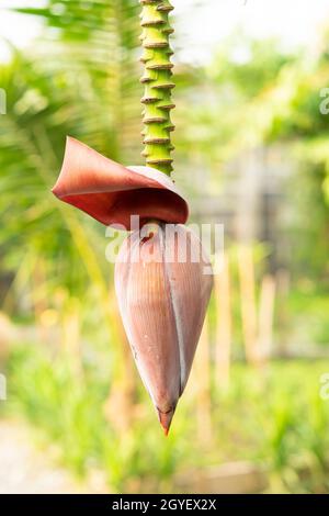 Bananenblüte und unreife Früchte auf einem Baum im Garten Stockfoto