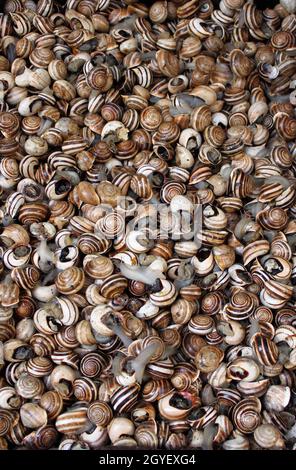 Schnecken für den Verkauf in einem Marktstand Stockfoto