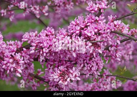 Östlicher Rotknöchel (Cercis canadensis). Staatsbaum von Oklahoma. Stockfoto