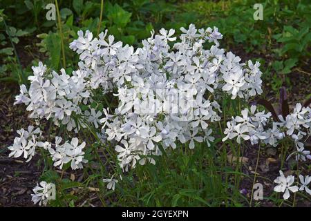 Wildblauer Phlox (Phlox divaricata). Auch Woodland Phlox und Wild Sweet william genannt. Stockfoto