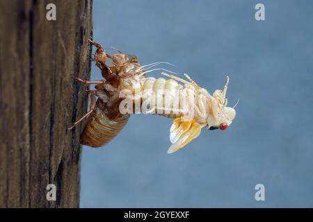 Pharao cicada (Magicicada septendecim). Auch als 17-jährige Heuschrecke bezeichnet. Stockfoto