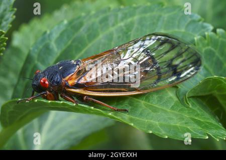 Pharao cicada (Magicicada septendecim). Auch als 17-jährige Heuschrecke bezeichnet. Stockfoto