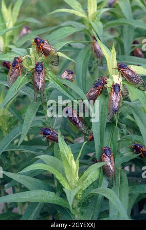 Pharao cicada (Magicicada septendecim). Auch als 17-jährige Heuschrecke bezeichnet. Stockfoto