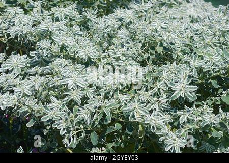 Schnee auf dem Berg (Euphorbia marginata). Wie Rauch auf die Prärie, vielfarbige Wolfsmilch ans Weiße marginated Wolfsmilch auch bekannt. Stockfoto