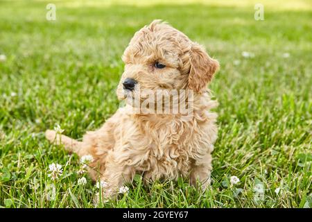 Goldendoodle Welpen aus hellbraun sitzen und grellen im Gras Stockfoto