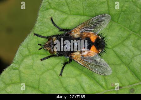 Raupenfliege, Nowickia ferox Stockfoto