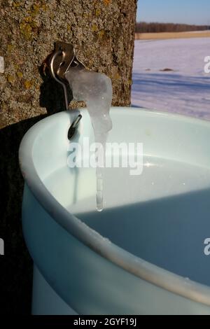 Sapcicle, der an einem Ahornstamm hängt Stockfoto