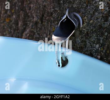 Gefrorener saft, der im Ahornbaum an einem Spile hängt Stockfoto