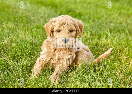Goldendoodle Welpen niedlich in grünen Rasen Stockfoto