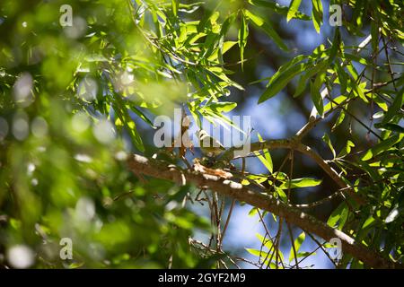 Unreifer Tennessee-Waldsänger (Leiothlypis peregrina) schaut neugierig auf die Suche nach Nahrung Stockfoto