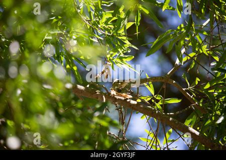 Unreifer Tennessee-Waldsänger (Leiothlypis peregrina) mit Nistmaterial im Schnabel Stockfoto