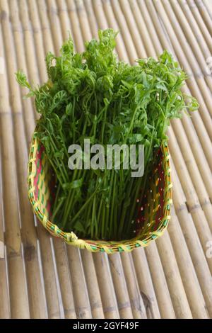 Paco Fern, kleiner Gemüsefarn, Gemüsefarn im Korb Stockfoto