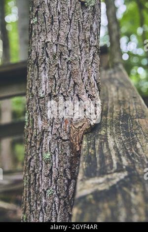 Holzgeländer im Park, um den herum ein Baum wächst Stockfoto