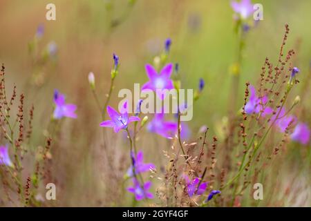 Blume campanula patula, wild blühende Pflanze in Sommerwiese, schöne lila Verbreitung Glockenblumen Blumen in Blüte, Summertime, Europa, Tschechische Re Stockfoto