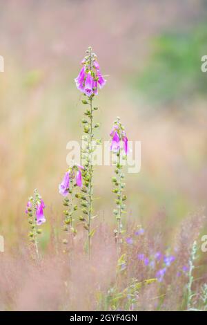 Schöne rosa Blume Purple Füchshandschuhe, Digitalis purea, im Wald, Tschechische Republik Wildnis Stockfoto