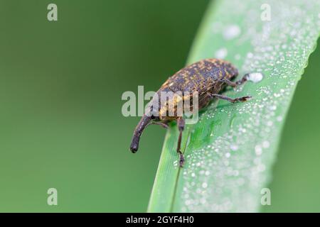 Makro des Schwarzweinkrautweevs (Otiorhynchus sulcatus), Tierwelt der Tschechischen Republik Stockfoto