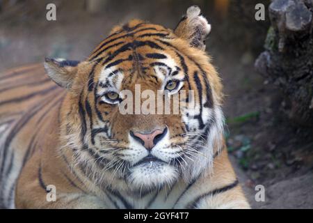 Bengal Tiger ist ein Tiger aus einer bestimmten Population der Unterart Panthera tigris tigris, die auf dem indischen Subkontinent beheimatet ist Stockfoto