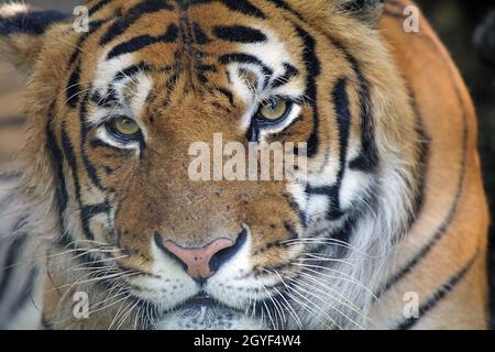 Bengal Tiger ist ein Tiger aus einer bestimmten Population der Unterart Panthera tigris tigris, die auf dem indischen Subkontinent beheimatet ist Stockfoto