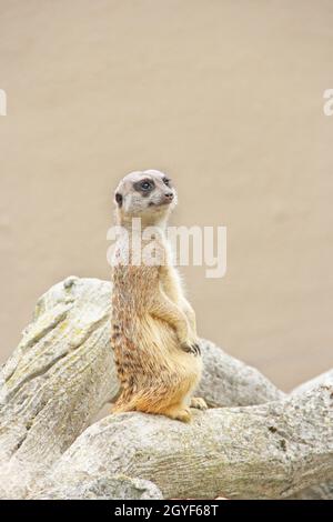 Erdmännchen steht. Vorsichtig Nagetier steht auf Hinterbeinen. Erdmännchen auf Hinterbeinen stehend. Porträt von Meerkat Suricata suricatta. Stockfoto