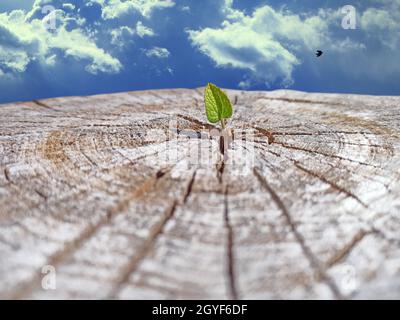 Ein kleines Blatt gefällter Bäume am blauen Himmel. Blatt wächst anstelle von gesägtem Baum. Ökologische Probleme. Ökologisches Konzept. Rettung von Wäldern. Deforestat Stockfoto