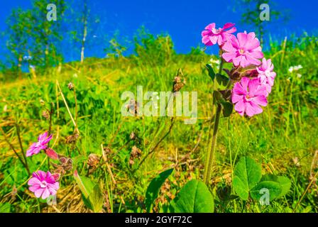 Schöne Wiesenblume rosa Geranium. Sommerlandschaft in Hemsedal Viken Buskerud Norwegen. Stockfoto