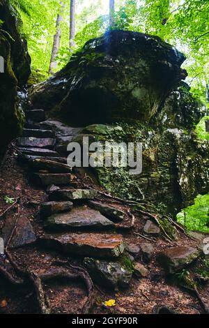 Steintreppen führen durch Felsen in Flechten bedeckten Wäldern Stockfoto
