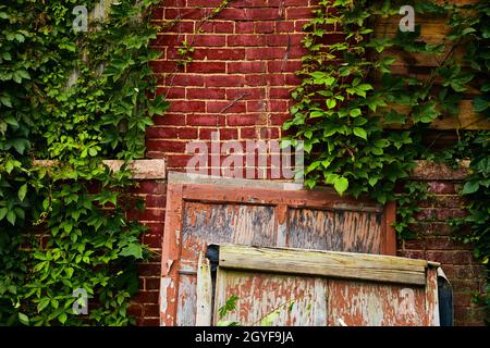 Alte Holzpaneele neben der roten Ziegelwand mit Fenstern, die mit Weinreben bedeckt sind Stockfoto