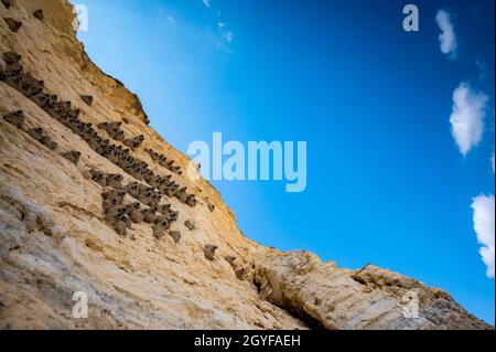 In die Felswand von Monument Rocks im ländlichen Kansas, USA, integrierte Schlammhäuser von Cliff Swallow Stockfoto