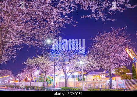 Cosmo-Uhr und Kirschblüten in der Nacht sehen (Yokohama Minato Mirai). Drehort: Präfektur kanagawa, Yokohama-Stadt Stockfoto