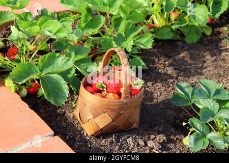 Ein moderner Gemüsegarten mit erhöhten Briks Betten. Hochbetten Gartenarbeit in einem städtischen Garten . Korb voller Erdbeere . Stockfoto