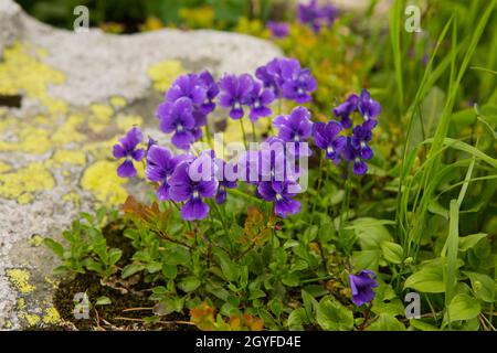 Frühlingshintergrund mit blütendem Violett.Krokussen blüht im frühen Frühling.Lila Krokusblüten, violette Krokus, Frühling oder riesiger Krokus. Stockfoto