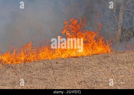 Brüllende Flammen in einer brennenden Landschaft im Spring Valley Nature Center in Illinois Stockfoto