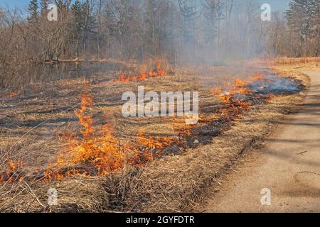 Beginn eines kontrollierten Burns im Spring Valley Nature Center in Schaumburg, Illinois Stockfoto