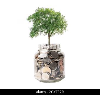 Baum auf Geld sparen Münzen im Gras-Glas, Wachstum Geschäft Finanzierung Einsparung Investitionskonzept. Stockfoto