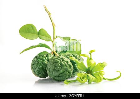 Frische Bergamotte oder Kaffir Limette mit in zwei Hälften geschnitten auf Holz Hintergrund. Stockfoto