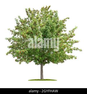 Isolierter sorbus-Baum auf weißem Hintergrund Stockfoto