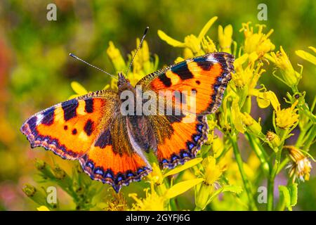 Orange Schmetterling kleiner Fuchs Tortoiseshell Aglais urticae auf gelben Blüten im Harz Deutschland. Stockfoto