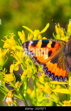 Orange Schmetterling kleiner Fuchs Tortoiseshell Aglais urticae auf gelben Blüten im Harz Deutschland. Stockfoto