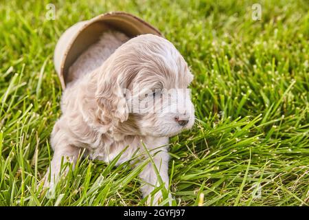 Weißer Golddoodle Welpe sitzt im Blumentopf auf Gras Stockfoto